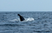 Seawater dating to Ice Age discovered in Indian Ocean
